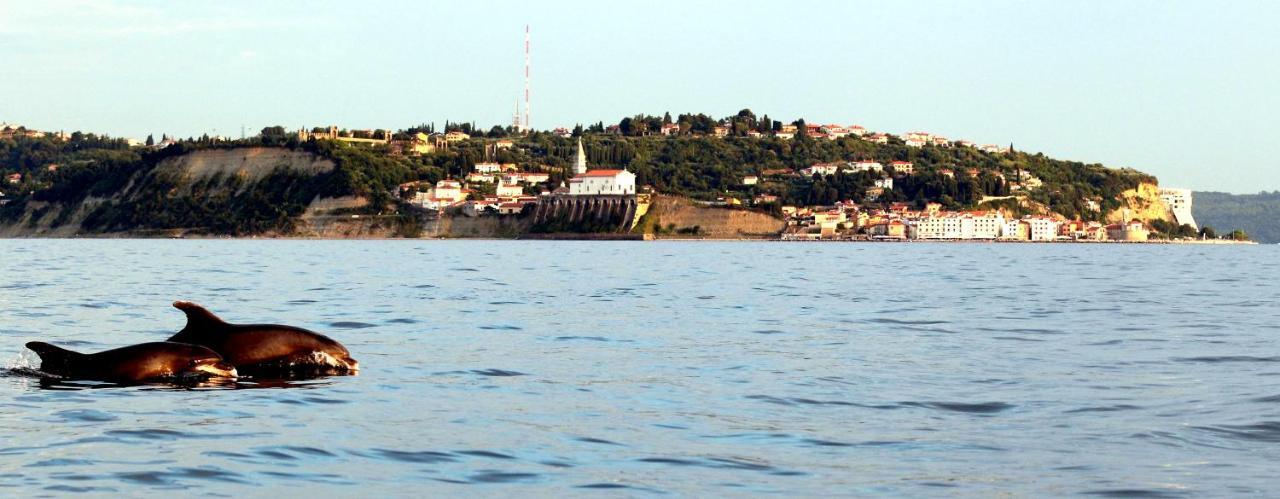 Studio Carmen Piran Dış mekan fotoğraf